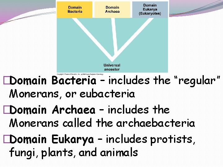 �Domain Bacteria – includes the “regular” Monerans, or eubacteria �Domain Archaea – includes the