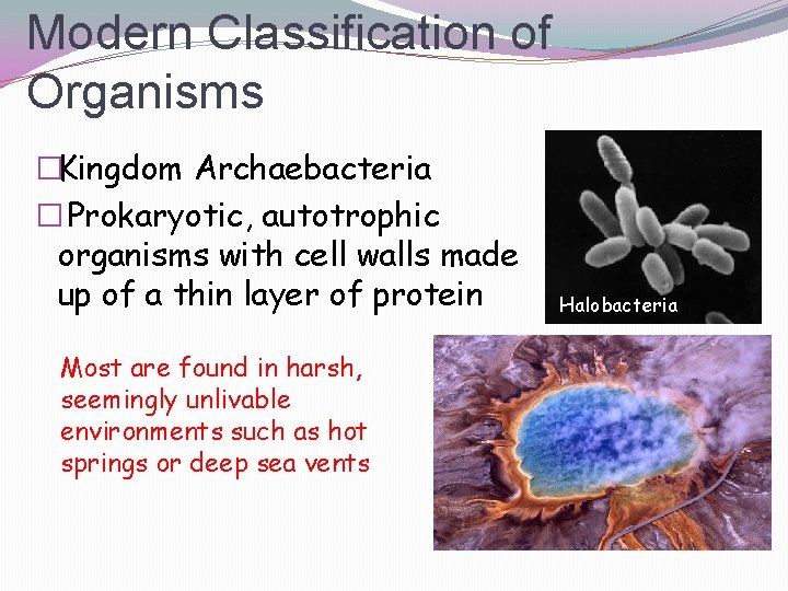 Modern Classification of Organisms �Kingdom Archaebacteria � Prokaryotic, autotrophic organisms with cell walls made