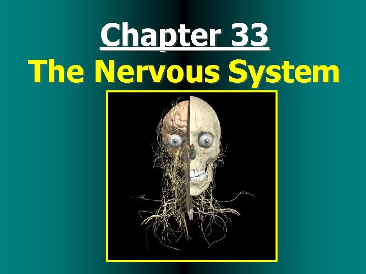 Chapter 33 The Nervous System 