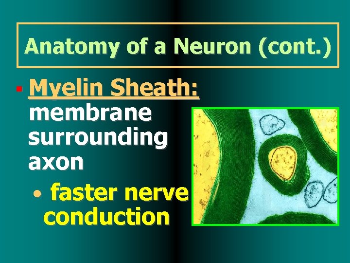 Anatomy of a Neuron (cont. ) Myelin Sheath: membrane surrounding axon • faster nerve