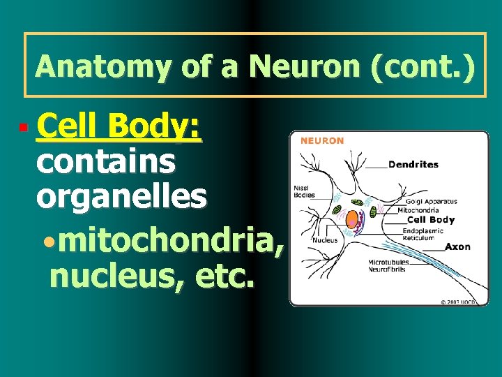 Anatomy of a Neuron (cont. ) Cell Body: contains organelles • mitochondria, nucleus, etc.