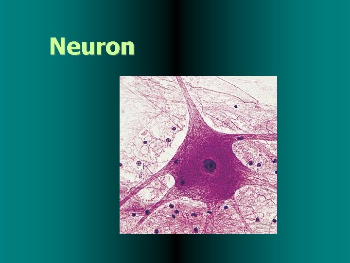 Neuron 