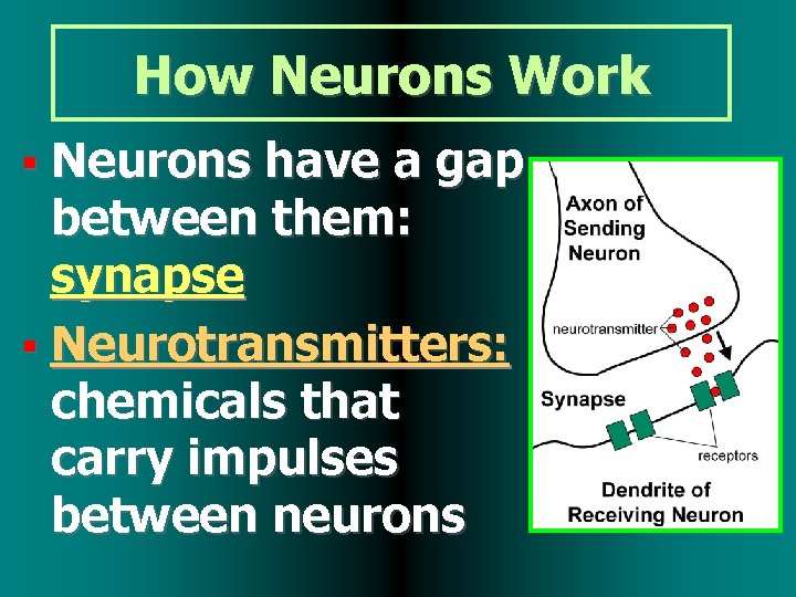 How Neurons Work Neurons have a gap between them: synapse Neurotransmitters: chemicals that carry