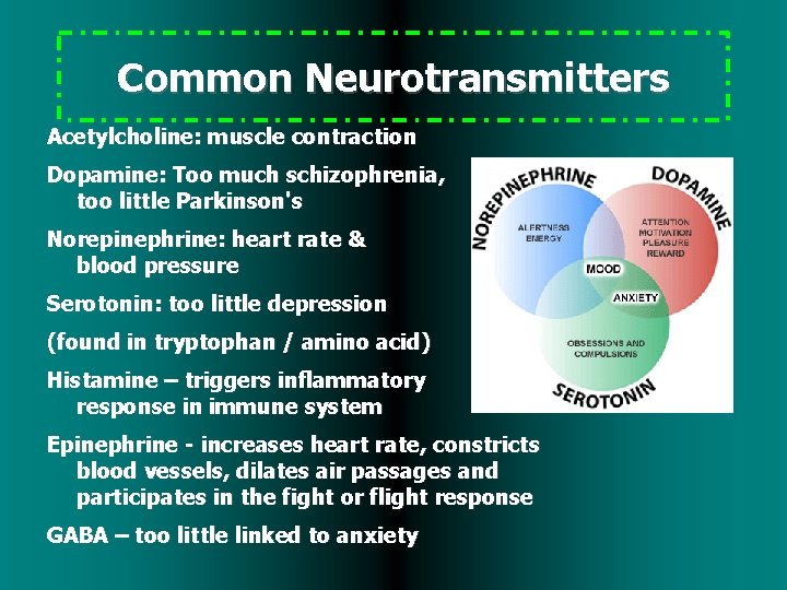 Common Neurotransmitters Acetylcholine: muscle contraction Dopamine: Too much schizophrenia, too little Parkinson's Norepinephrine: heart