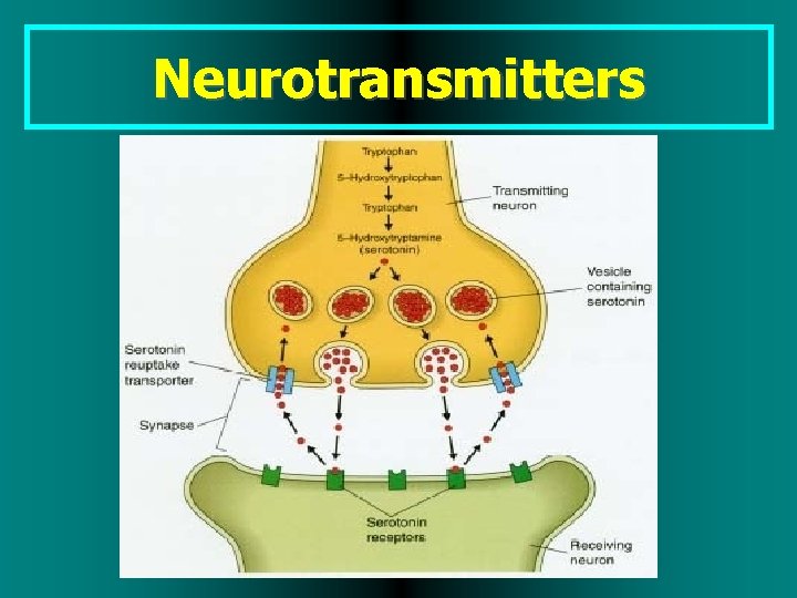 Neurotransmitters 