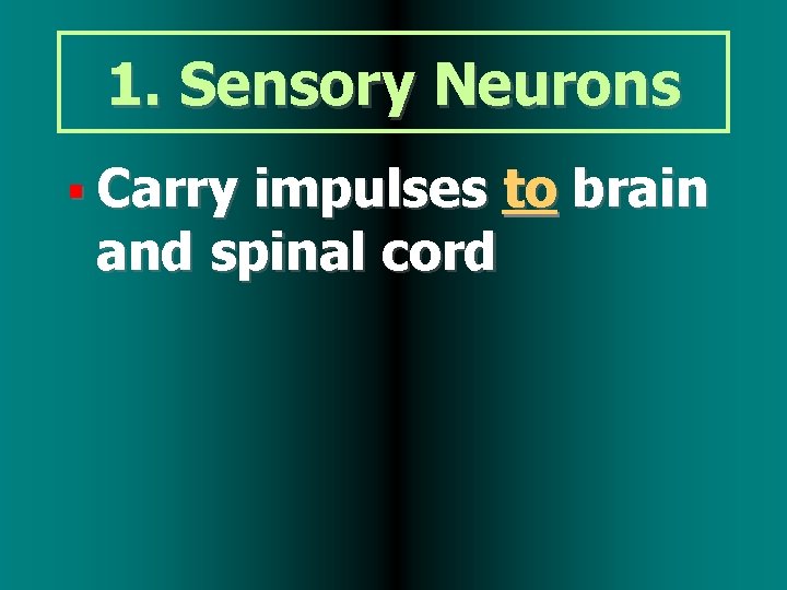 1. Sensory Neurons Carry impulses to brain and spinal cord 