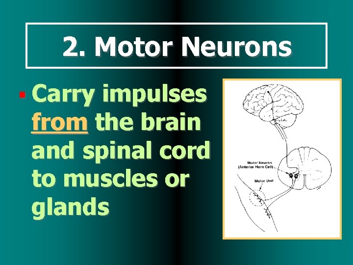 2. Motor Neurons Carry impulses from the brain and spinal cord to muscles or