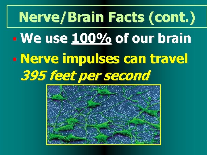 Nerve/Brain Facts (cont. ) We use 100% of our brain Nerve impulses can travel