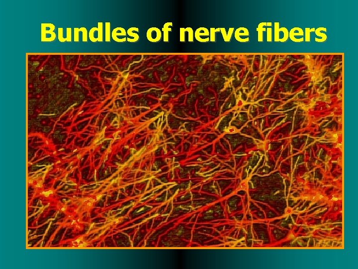 Bundles of nerve fibers 