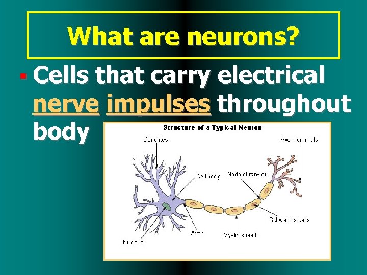 What are neurons? Cells that carry electrical nerve impulses throughout body 