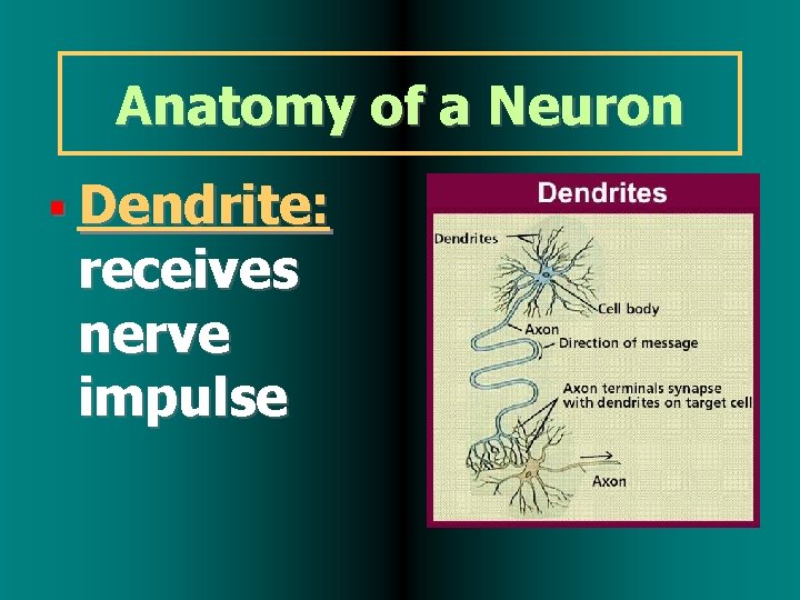 Anatomy of a Neuron Dendrite: receives nerve impulse 