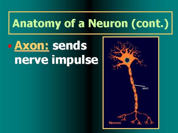 Anatomy of a Neuron (cont. ) Axon: sends nerve impulse 