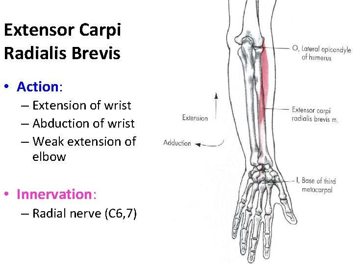 Extensor Carpi Radialis Brevis • Action: – Extension of wrist – Abduction of wrist