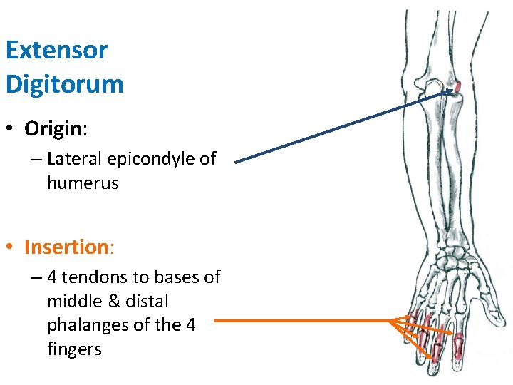 Extensor Digitorum • Origin: – Lateral epicondyle of humerus • Insertion: – 4 tendons