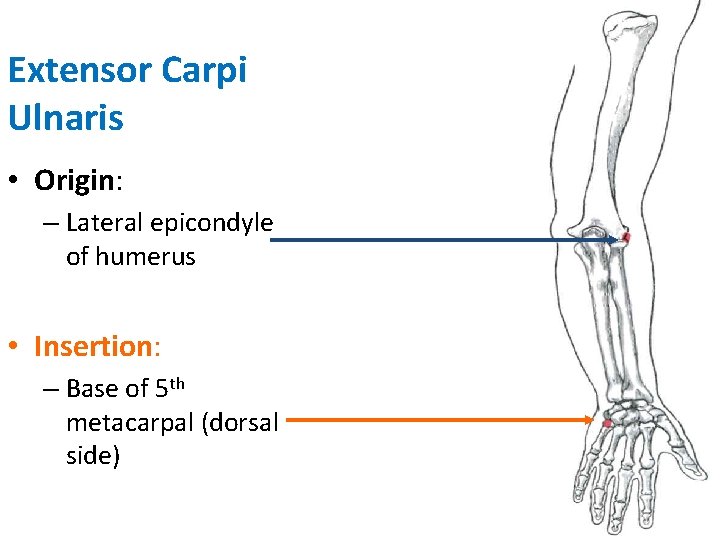 Extensor Carpi Ulnaris • Origin: – Lateral epicondyle of humerus • Insertion: – Base