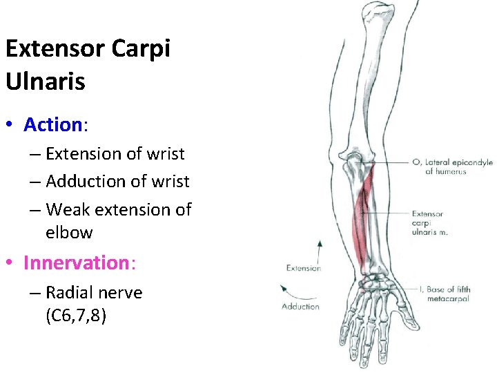 Extensor Carpi Ulnaris • Action: – Extension of wrist – Adduction of wrist –