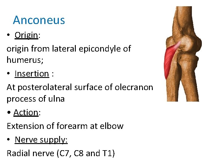 Anconeus • Origin: origin from lateral epicondyle of humerus; • Insertion : At posterolateral