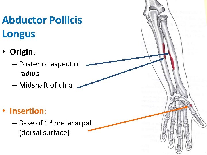 Abductor Pollicis Longus • Origin: – Posterior aspect of radius – Midshaft of ulna