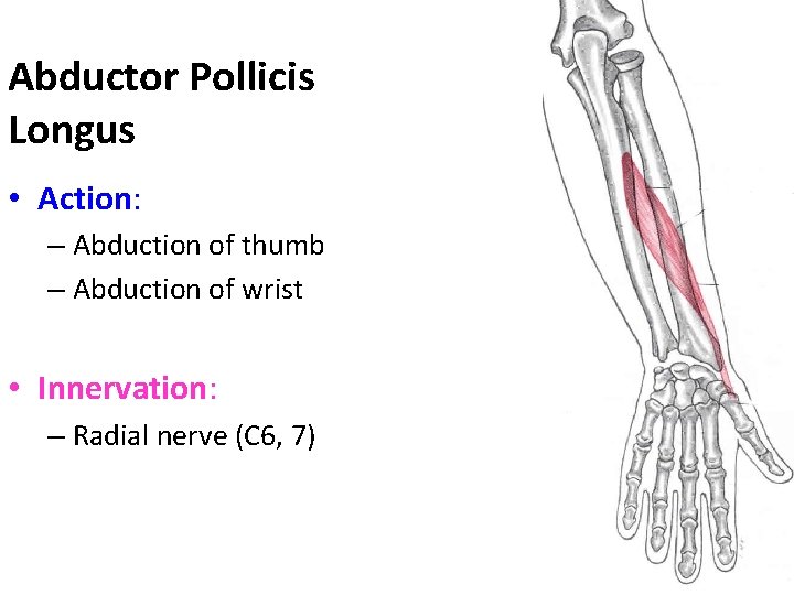 Abductor Pollicis Longus • Action: – Abduction of thumb – Abduction of wrist •