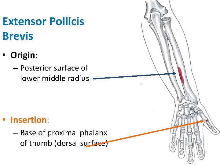 Extensor Pollicis Brevis • Origin: – Posterior surface of lower middle radius • Insertion: