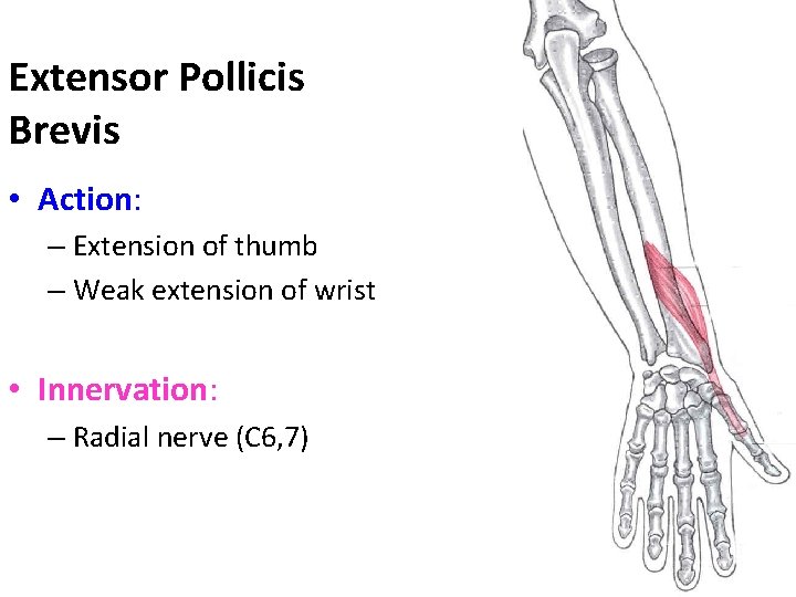 Extensor Pollicis Brevis • Action: – Extension of thumb – Weak extension of wrist