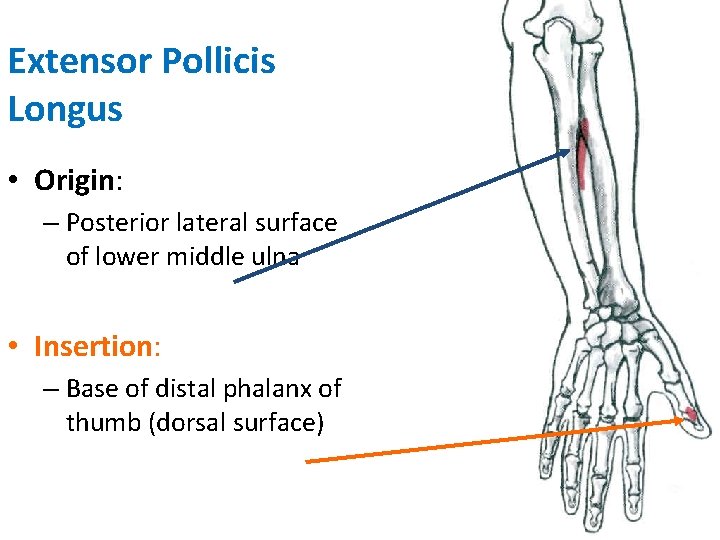 Extensor Pollicis Longus • Origin: – Posterior lateral surface of lower middle ulna •