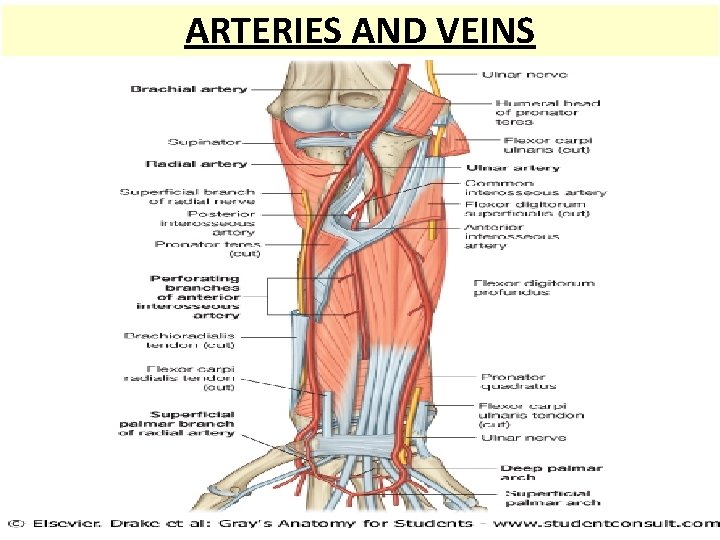 ARTERIES AND VEINS 