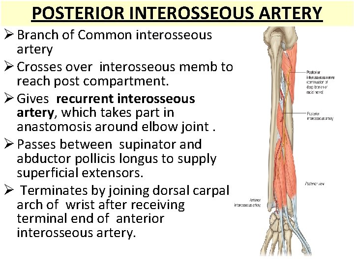 POSTERIOR ARTERY Posterior. INTEROSSEOUS interosseous artery Ø Branch of Common interosseous artery Ø Crosses