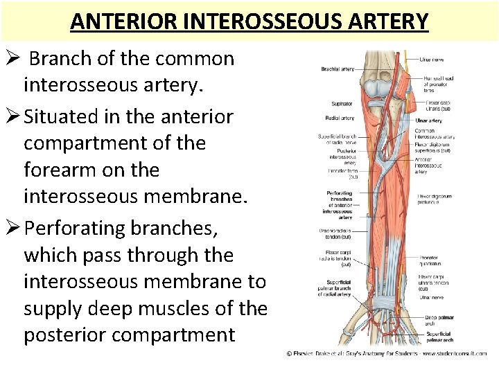 ANTERIOR INTEROSSEOUS ARTERY Ø Branch of the common interosseous artery. Ø Situated in the