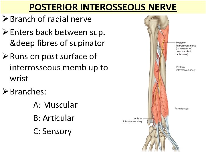 POSTERIOR INTEROSSEOUS NERVE Ø Branch of radial nerve Ø Enters back between sup. &deep