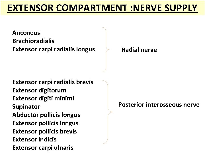 EXTENSOR COMPARTMENT : NERVE SUPPLY Anconeus Aconeus Brachioradialis Extensor carpi radialis longus ECRL Extensor