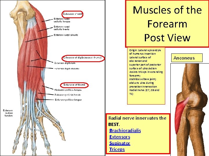 Muscles of the Forearm Post View Origin : Lateral epicondyle of humerus Insertion Lateral