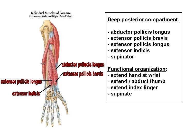 Deep posterior compartment. - abductor pollicis longus - extensor pollicis brevis - extensor pollicis