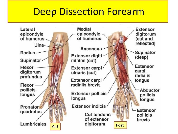 Deep Dissection Forearm Ant Post 