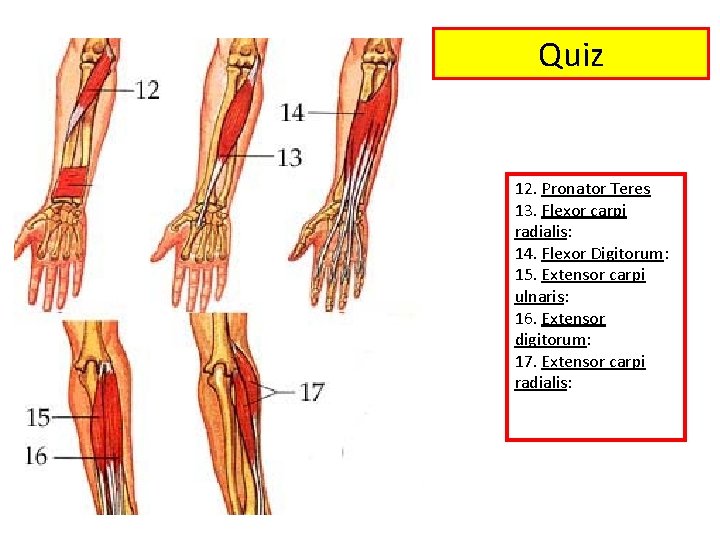 Quiz 12. Pronator Teres 13. Flexor carpi radialis: 14. Flexor Digitorum: 15. Extensor carpi