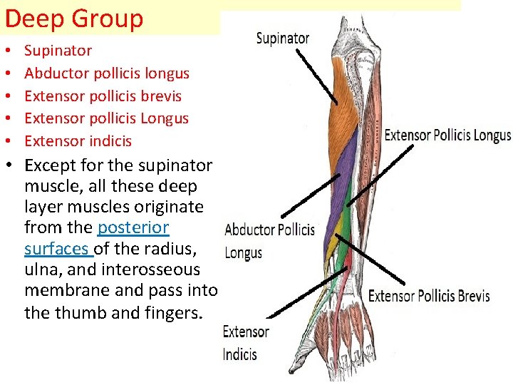 Deep Group • • • Supinator Abductor pollicis longus Extensor pollicis brevis Extensor pollicis