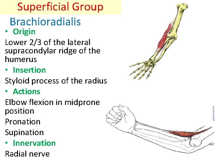 Superficial Group Brachioradialis • Origin Lower 2/3 of the lateral supracondylar ridge of the