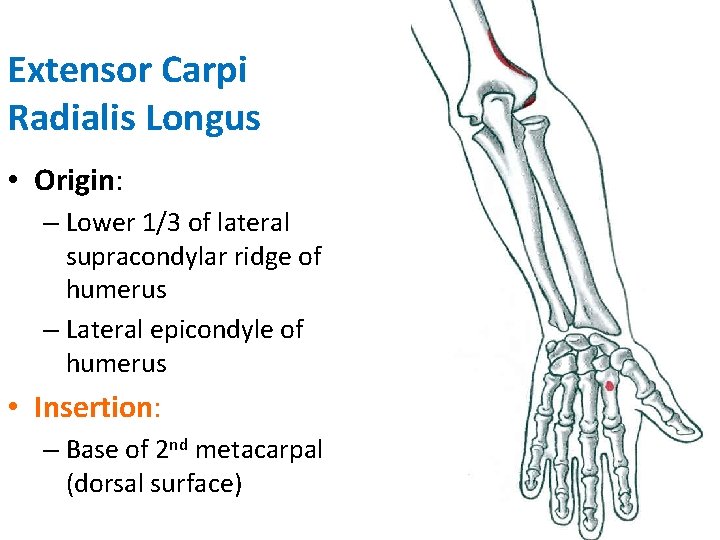 Extensor Carpi Radialis Longus • Origin: – Lower 1/3 of lateral supracondylar ridge of