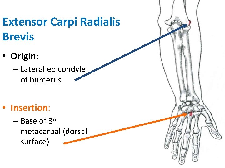 Extensor Carpi Radialis Brevis • Origin: – Lateral epicondyle of humerus • Insertion: –