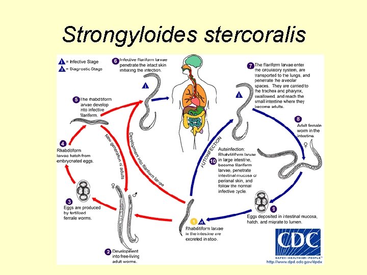 Strongyloides stercoralis 