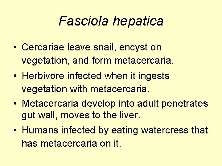 Fasciola hepatica • Cercariae leave snail, encyst on vegetation, and form metacercaria. • Herbivore
