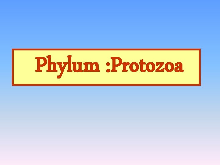 Phylum : Protozoa 