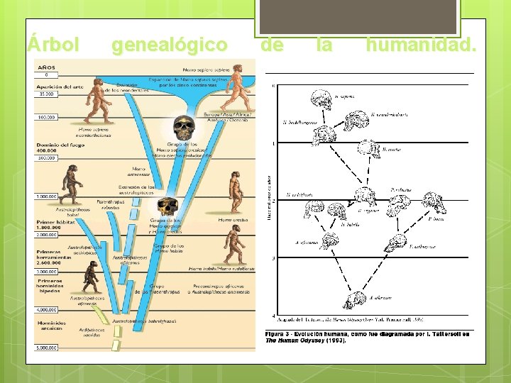Árbol genealógico de la humanidad. 