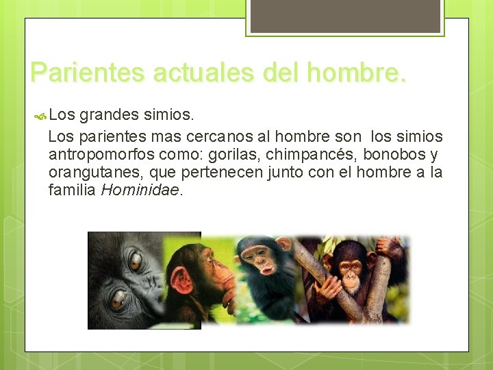 Parientes actuales del hombre. Los grandes simios. Los parientes mas cercanos al hombre son