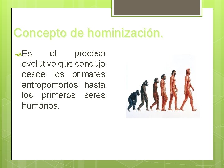 Concepto de hominización. Es el proceso evolutivo que condujo desde los primates antropomorfos hasta