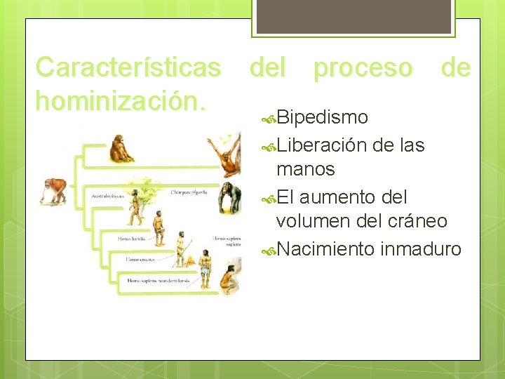 Características del proceso de hominización. Bipedismo Liberación de las manos El aumento del volumen