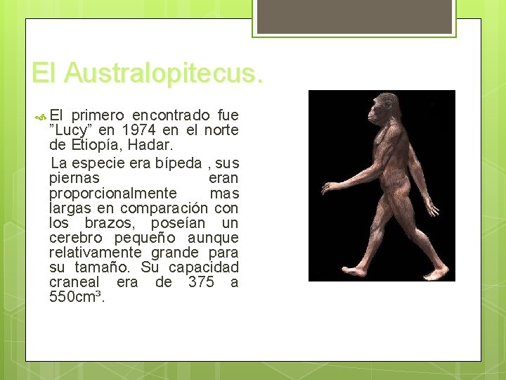 El Australopitecus. El primero encontrado fue ”Lucy” en 1974 en el norte de Etiopía,