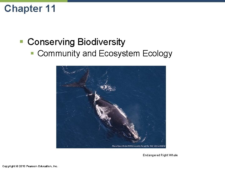 Chapter 11 § Conserving Biodiversity § Community and Ecosystem Ecology Endangered Right Whale Copyright