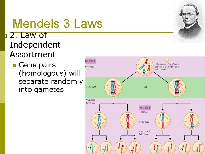 Mendels 3 Laws p 2. Law of Independent Assortment n Gene pairs (homologous) will