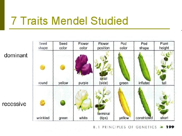 7 Traits Mendel Studied 